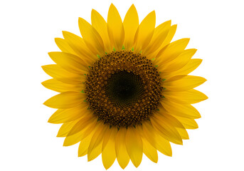 Fototapeta premium Stunning Sunflower Image HighResolution Photo Download on Transparent background