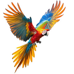 Obraz premium Colorful Parrot in Flight