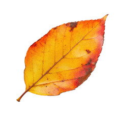 Autumn leaf close up