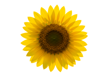 Vibrant Yellow Sunflower Closeup Image on Transparent background