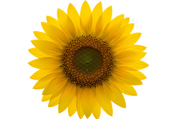Naklejka premium Vibrant Yellow Sunflower CloseUp A Stunning Floral Image on Transparent background