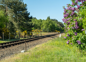 Purple buddleja on the side of the North Norfolk Railway on a sunny morning. Selective focus and bokeh