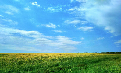Obraz premium Flowers green field and blue sky in Ukraine 