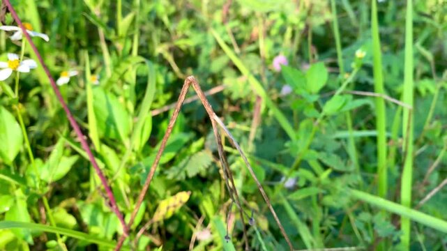 Dragon fly with green grass background