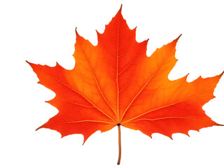 Naklejka premium Vibrant Red Maple Leaf in Autumn