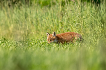 A red fox cub (Vulpes vulpes) curious to discover its surroundings on a sunny morning.