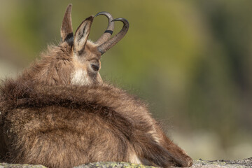 Chamois (Rupicapra rupicapra) during spring molt.