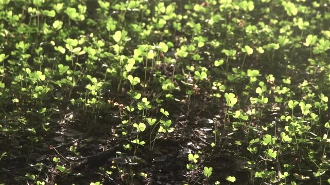 Four leaf clover plants on ground