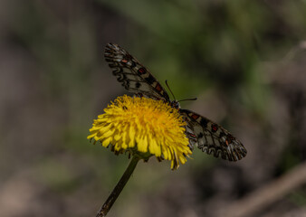 A butterfly stands on a dandelion, close-up