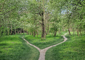 Split footpath in the forest, choosing the right way concept. Idyllic spring rural landscape with two distinct dirt trails in the nature leading unknown destinations. Forked path and decision making
