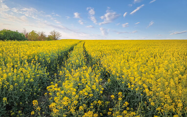 Fototapeta premium Lush green landscape with a country road across the rapeseed field near the forest under a clear blue sky with scattered clouds. Vibrant peaceful scene with beautiful yellow canola blossoms