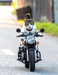 Anthropomorphic cat riding a motorcycle on the road