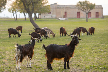 Goats free in an italian farm