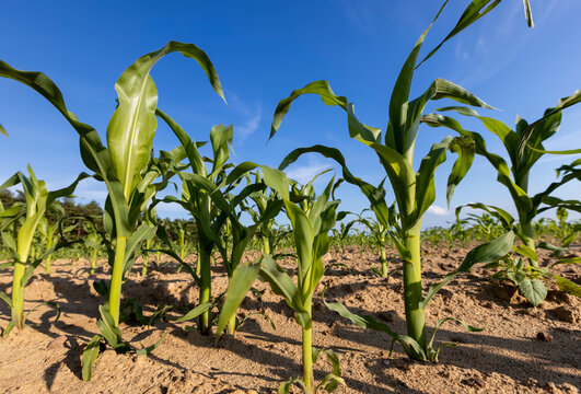 sweet corn on fertile soil in the field , subsistence farming, a field with green corn sprouts against a blue sky