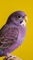Fototapeta premium Vibrant purple bird perched gracefully against a bright yellow background, showcasing its intricate feather patterns and charming features, embodying the beauty of avian life