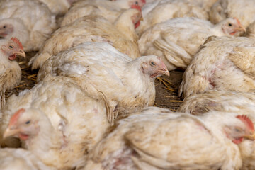 fat meat chickens in a cage free workshop at a poultry farm in a rural area, side view