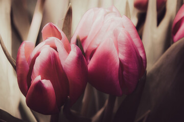 Pink tulip closeup