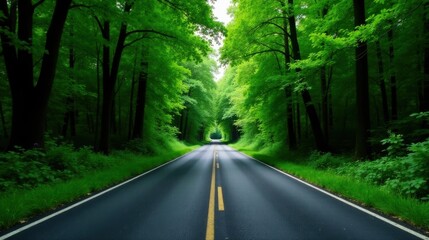 Obraz premium A Serene Asphalt Path Through a Lush Green Canopy of Trees, Leading to an Enigmatic Destination