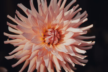Pink dahlia flower