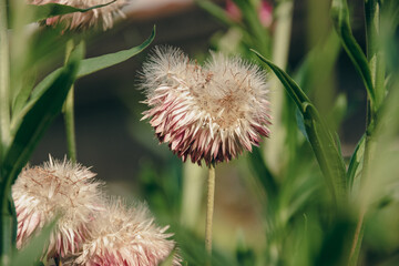 Thistle flower in the garden
