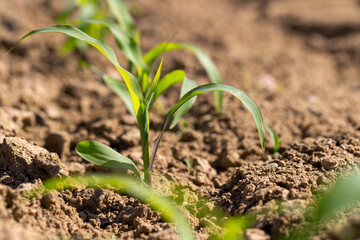 plants of corn in the field on a sunny day, new shoots of young corn in the field are illuminated by sunlight from behind, side view