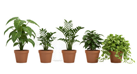 Obraz premium Five potted plants of varying species arranged in a row, showcasing different leaf shapes and growth habits against a transparent background.