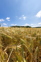 a rye field , an agricultural field with unripe rye grains against a sky with clouds