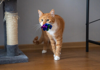 The orange cat carries a toy in its mouth. Captures playful or instinctual pet behavior, symbolizing hunting mimicry, entertainment, or bonding with toys. Pet playtime