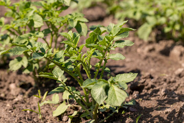 potato in the field in the spring , new green potato foliage in the field