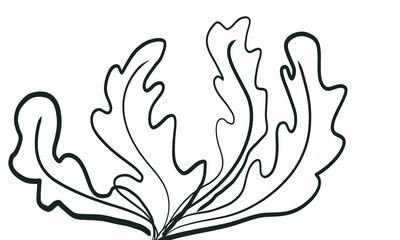 vector illustration of a feather isolated on white