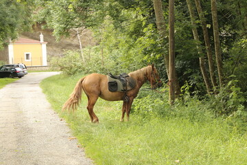 Caballo