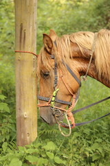 Caballo