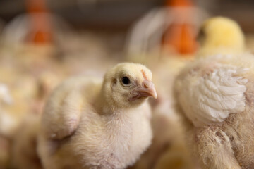 small broiler chickens in a poultry house of a farm for growing meat breeds , one-chicken focus