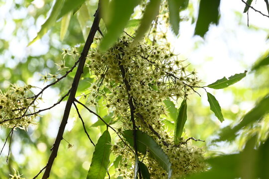 Polyalthia longifolia tree flowers. It's tree other names Ashoka, glodokan, glodogan tiang, False Ashok Tree. 
The bark of this trees is used in making many Ayurvedic medicines.
