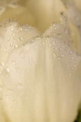 tulip covered with water droplets, wet and beautiful white tulip , close up, side view