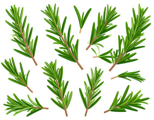 Obraz premium Collection of rosemary sprigs. Detailed illustration of fresh rosemary leaves