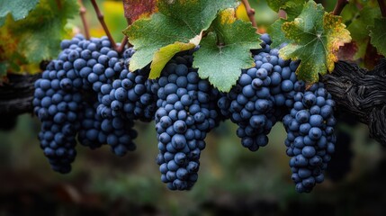 Fototapeta premium Grape Vine Curves - An elegant vine with attached grapes, natural spiral shapes, some leaves still fresh and green