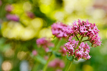 Detail of red flowers of valerian