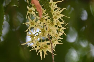 Polyalthia longifolia tree flowers. It's tree other names Ashoka, glodokan, glodogan tiang, False Ashok Tree. 
The bark of this trees is used in making many Ayurvedic medicines.
