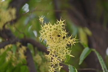 Polyalthia longifolia tree flowers. It's tree other names Ashoka, glodokan, glodogan tiang, False Ashok Tree. 
The bark of this trees is used in making many Ayurvedic medicines.
