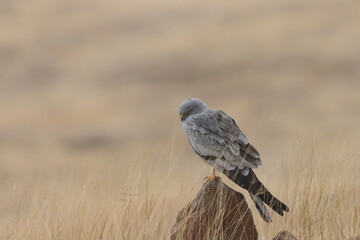 This striking image captures Montagu’s Harrier, a slender and elegant bird of prey known for its graceful flight over open grasslands and agricultural fields. With its long wings, narrow body, and kee