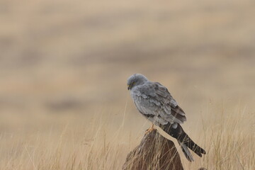 This striking image captures Montagu’s Harrier, a slender and elegant bird of prey known for its graceful flight over open grasslands and agricultural fields. With its long wings, narrow body, and kee