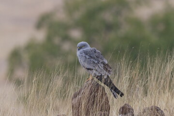 This striking image captures Montagu’s Harrier, a slender and elegant bird of prey known for its graceful flight over open grasslands and agricultural fields. With its long wings, narrow body, and kee
