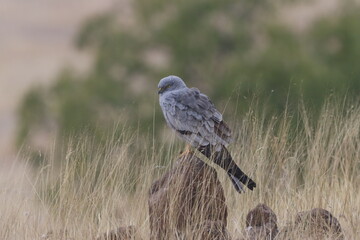 This striking image captures Montagu’s Harrier, a slender and elegant bird of prey known for its graceful flight over open grasslands and agricultural fields. With its long wings, narrow body, and kee