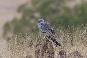 This striking image captures Montagu’s Harrier, a slender and elegant bird of prey known for its graceful flight over open grasslands and agricultural fields. With its long wings, narrow body, and kee