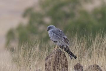This striking image captures Montagu’s Harrier, a slender and elegant bird of prey known for its graceful flight over open grasslands and agricultural fields. With its long wings, narrow body, and kee