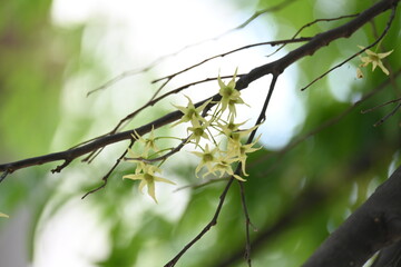 Polyalthia longifolia tree flowers. It's tree other names Ashoka, glodokan, glodogan tiang, False Ashok Tree. 
The bark of this trees is used in making many Ayurvedic medicines.
