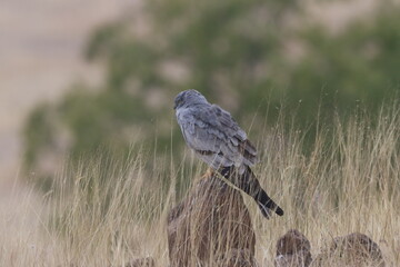 This striking image captures Montagu’s Harrier, a slender and elegant bird of prey known for its graceful flight over open grasslands and agricultural fields. With its long wings, narrow body, and kee