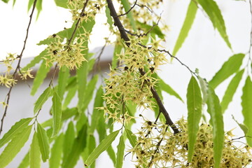 Polyalthia longifolia tree flowers. It's tree other names Ashoka, glodokan, glodogan tiang, False Ashok Tree. 
The bark of this trees is used in making many Ayurvedic medicines.
