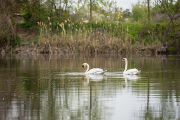 Landscape of two white swans on the river